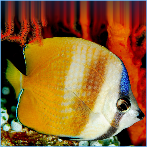 Kleins-Butterflyfish-or-Corallicola-Butterfly.png