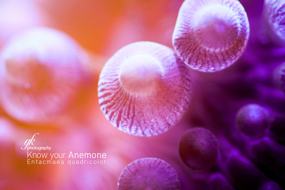 Know-your-Anemone.jpg