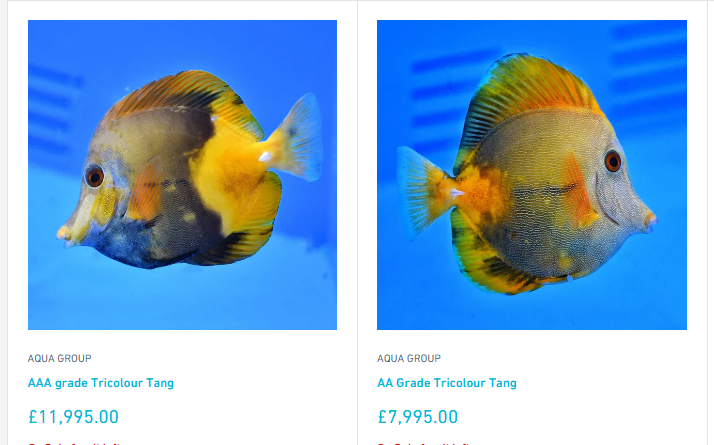 koi tangs.png
