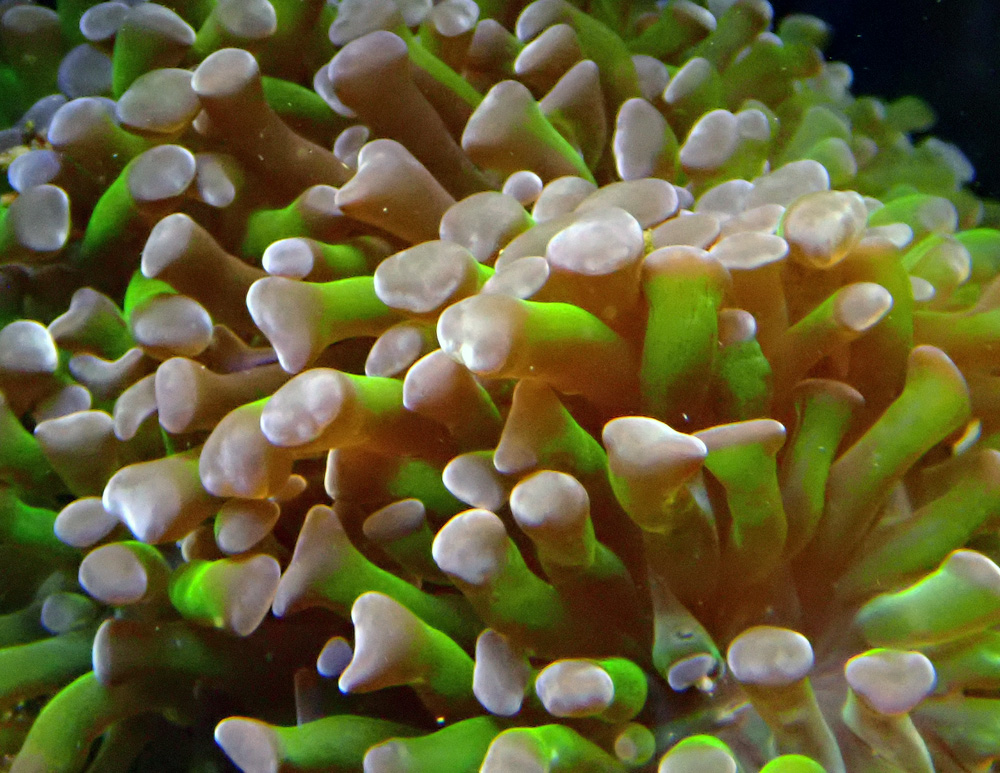 koral2l.jpg