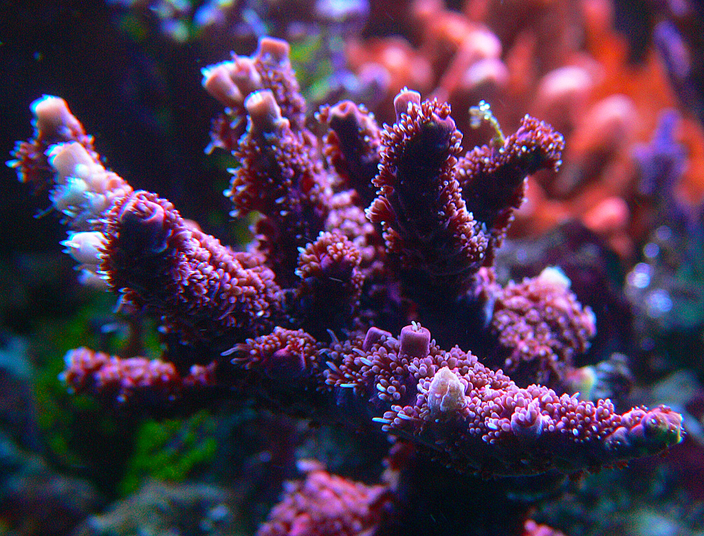 korali-2020-12-18-04.jpg