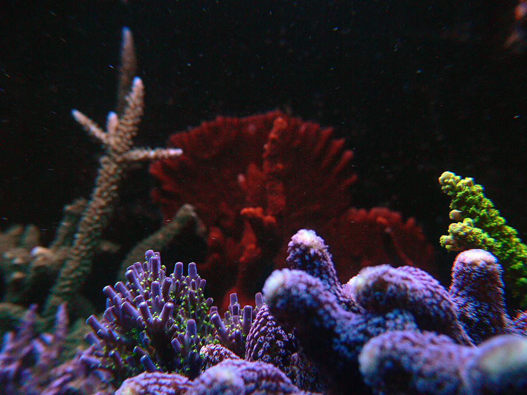 korali-2020-12-18-14.jpg