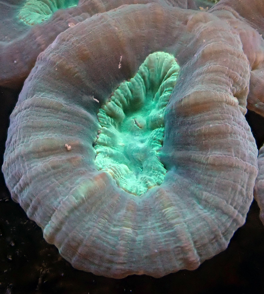 Korall.jpg