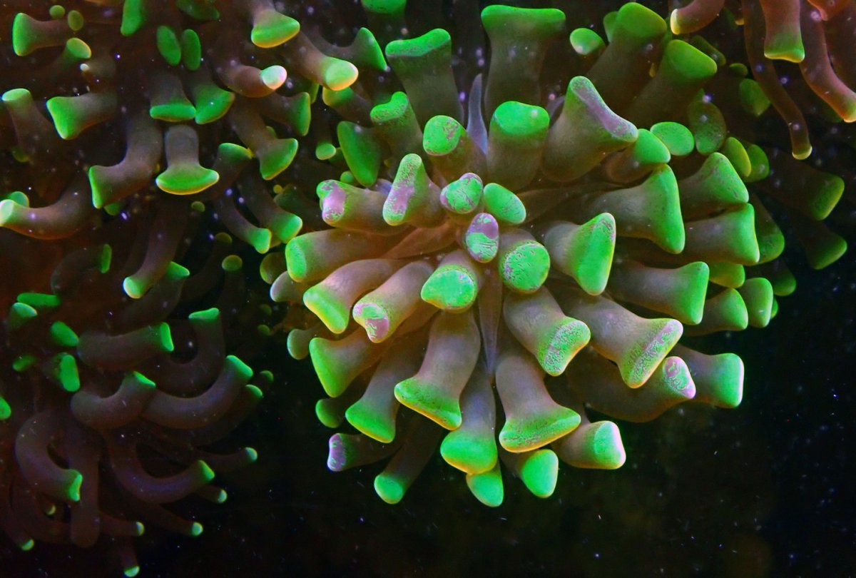 korall1.jpg