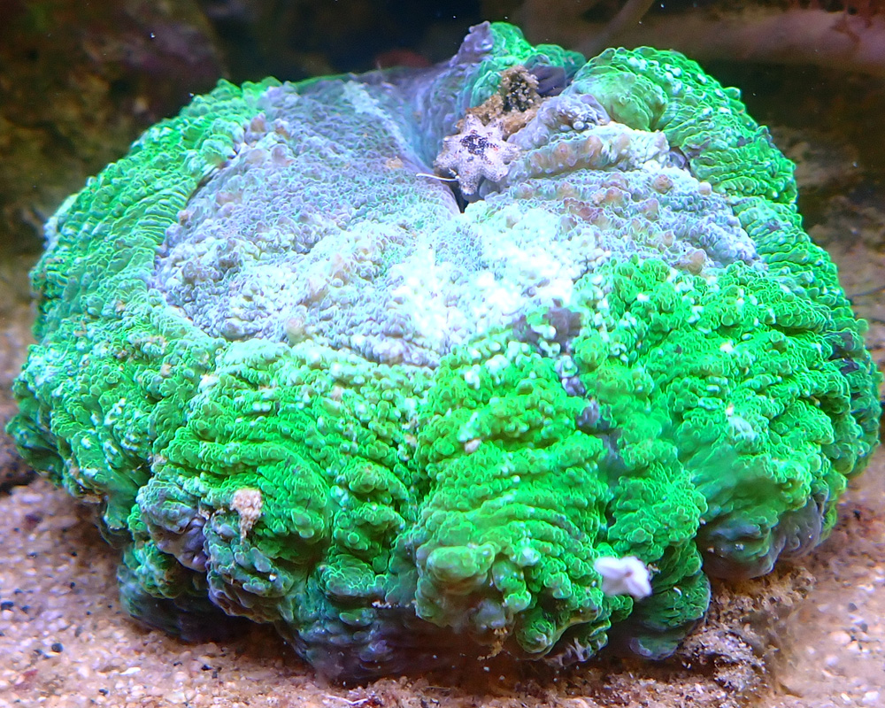 korall6.jpg