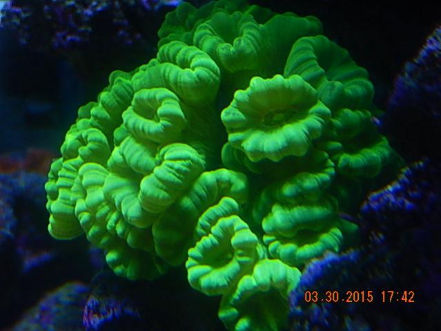 Kryptonite Candy Cane.jpg