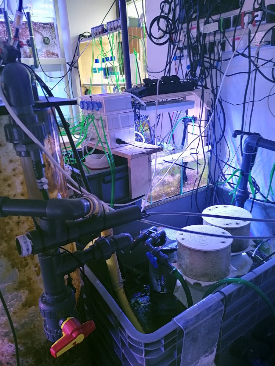 ks2-sump.jpg