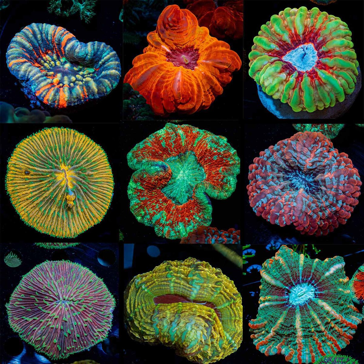 RIPTIDE AQUACULTURE| 1776 LIVE SALE | TON of Coral for $17.76