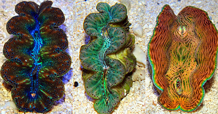 Giant clam 2025 wow