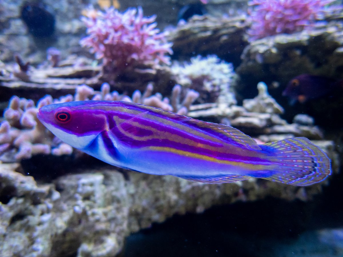 Labout's Wrasse3.jpg