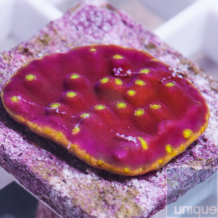 lakers scroll coral 22 34.jpg