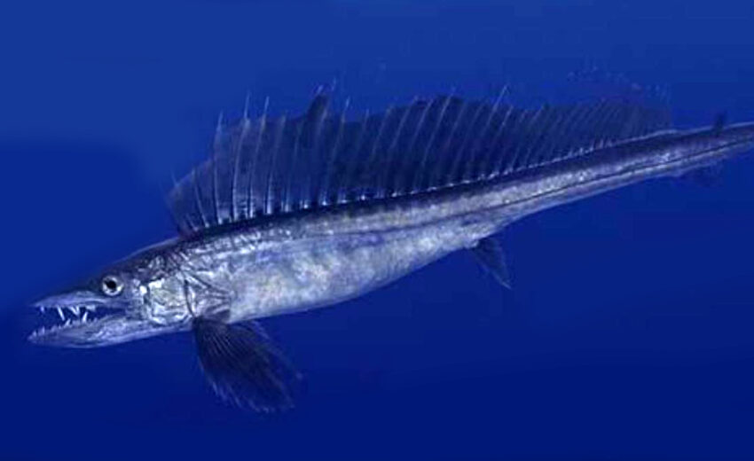 Blobfish - Deepsea Oddities 
