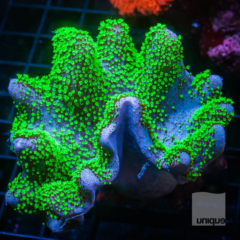 Large Leather Coral 109 79.jpg