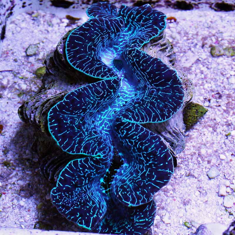 Large Maxima Clam 3 approx 5 199-139.jpg