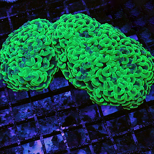 Large Neon Green Branching Hammer Colony 249-168.jpg