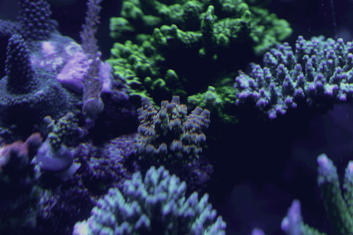 last.gif