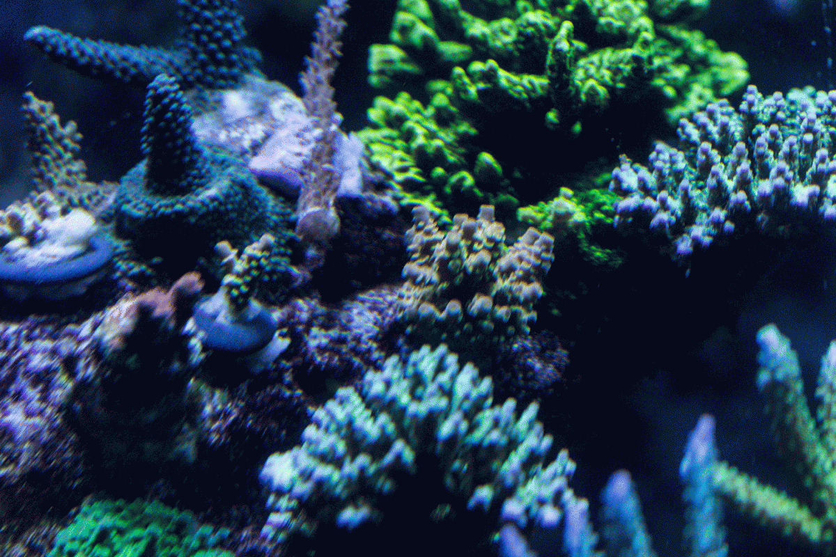 last5.gif