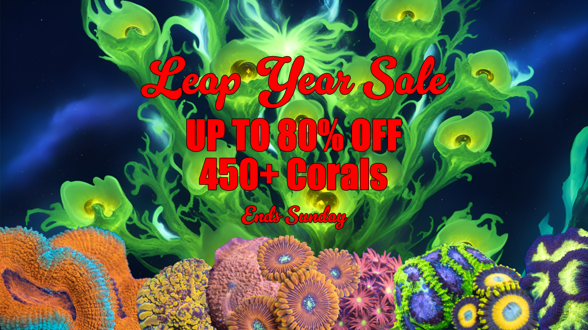 Leap Year Sale 1920x1080.png