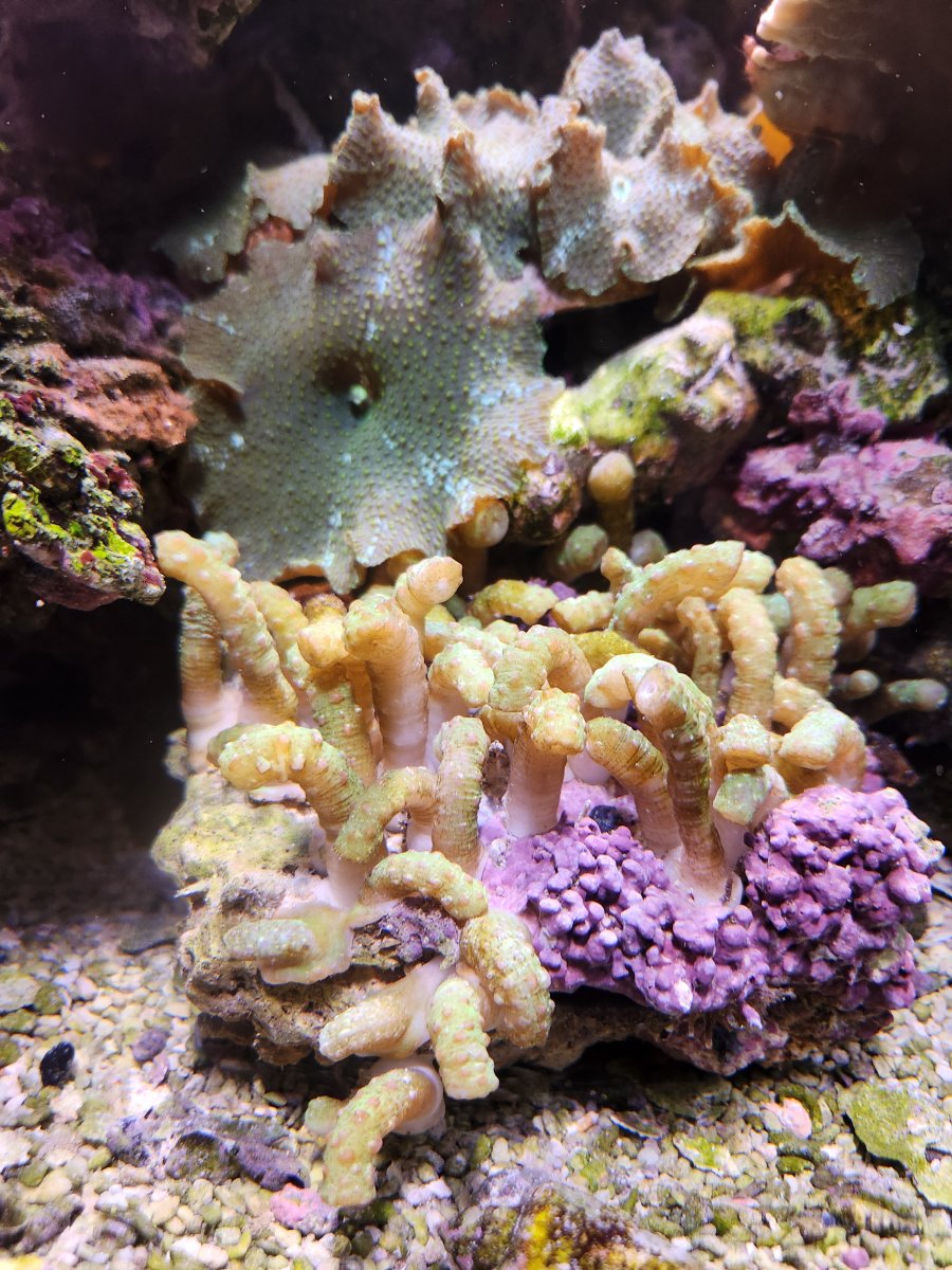 Leather Coral.jpg