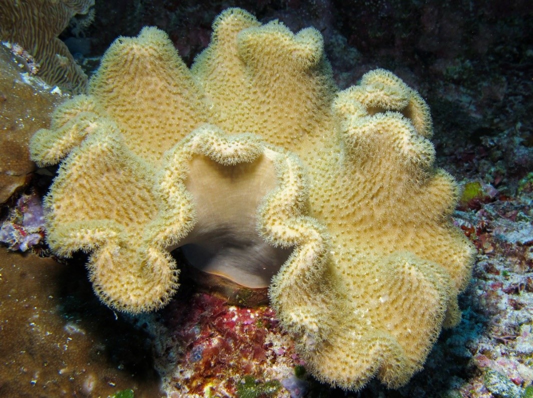 leather corals.jpg