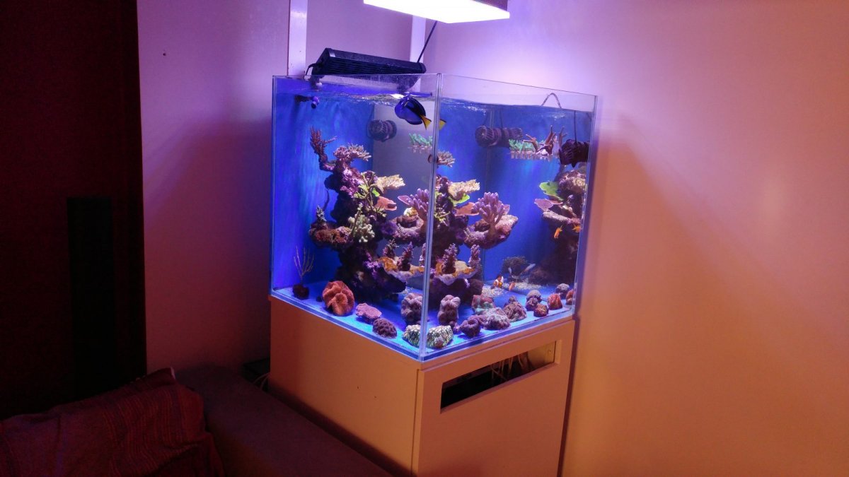 LED-aquarium-lighting-Orphek-Atlantik-e1508089989141.jpg