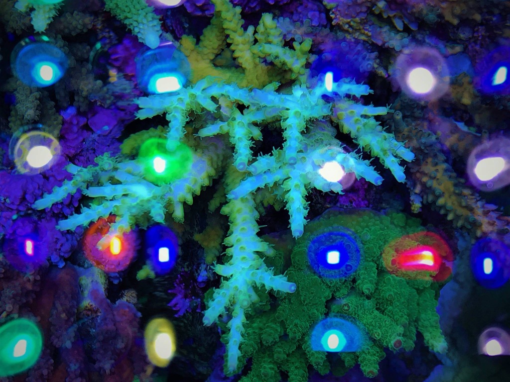 LED Aquarium lighting Orphek Atlantik11.jpg