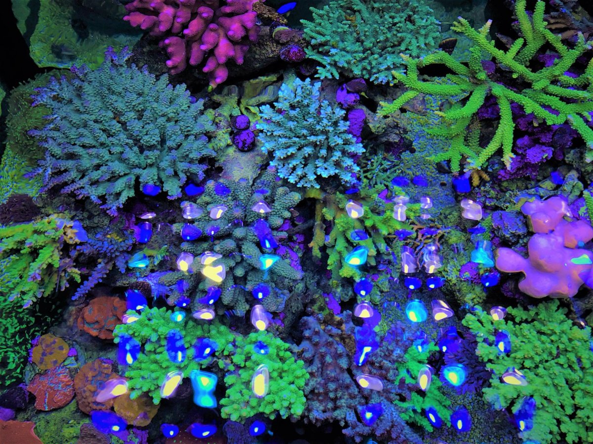 LED-Aquarium-Lighting-Orphek00022.jpg