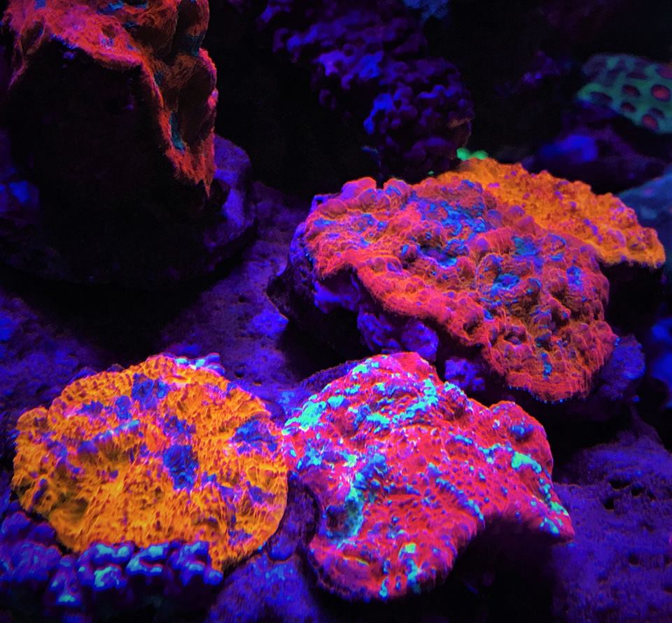 LED-Aquarium-Lighting-Orphek00025.jpg