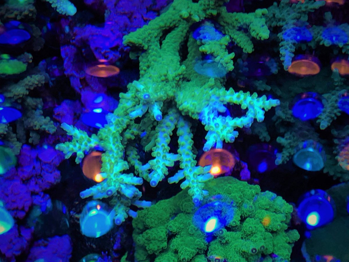 LED-Aquarium-Lighting-Orphek00030.jpg