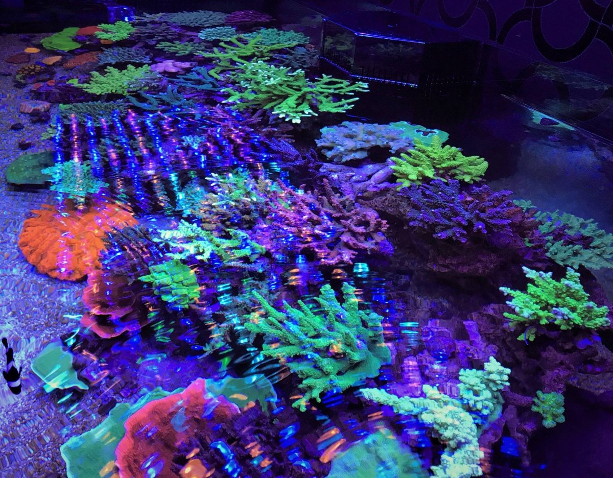 Testing a different type of LED lighting, the Orphek ...