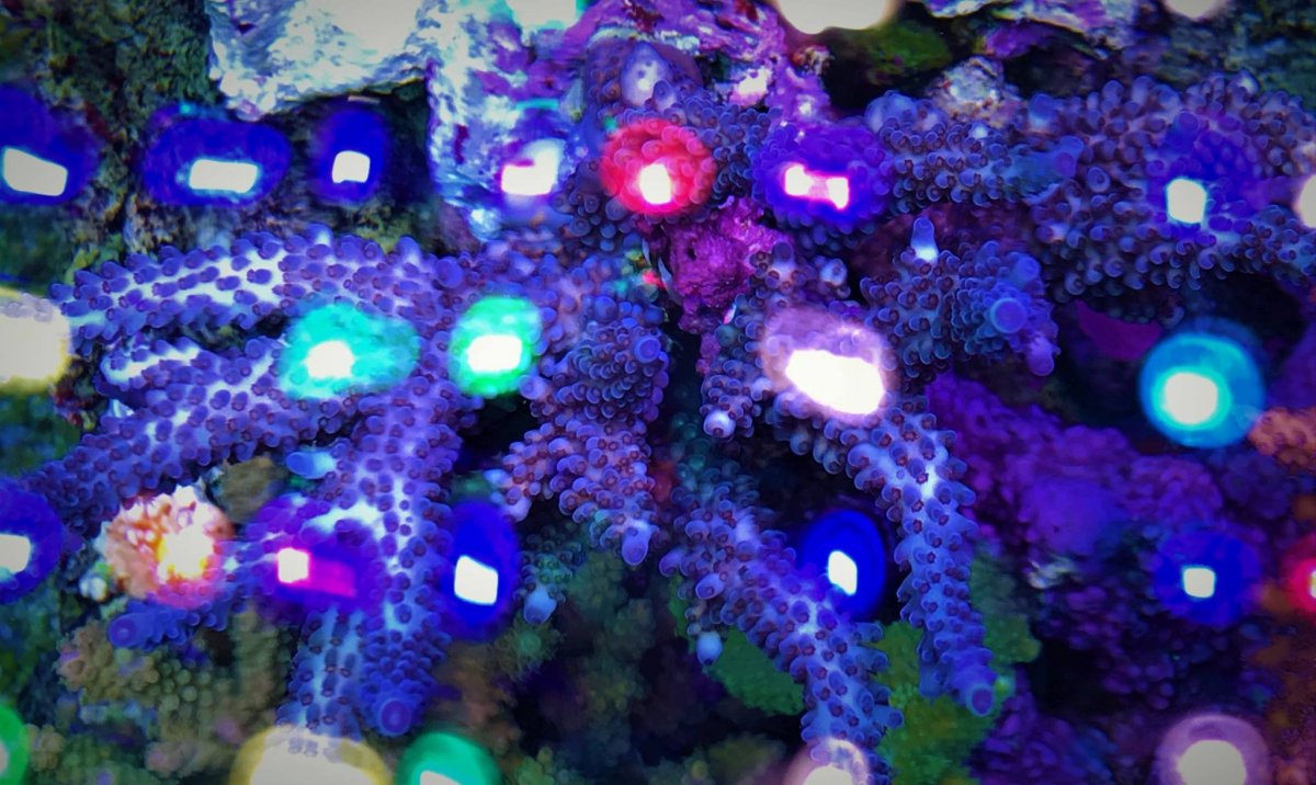 LED-Aquarium-Lighting-Orphek00049.jpg