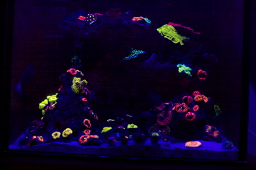 LED Bling.jpeg