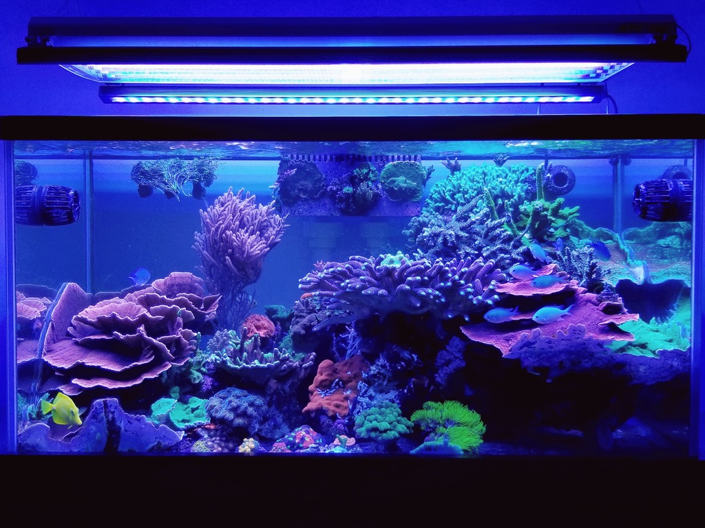 LED-light-coral-pop-orphek.jpg