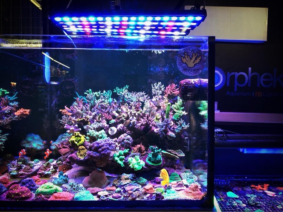 LED-strip-coral-pop.jpg