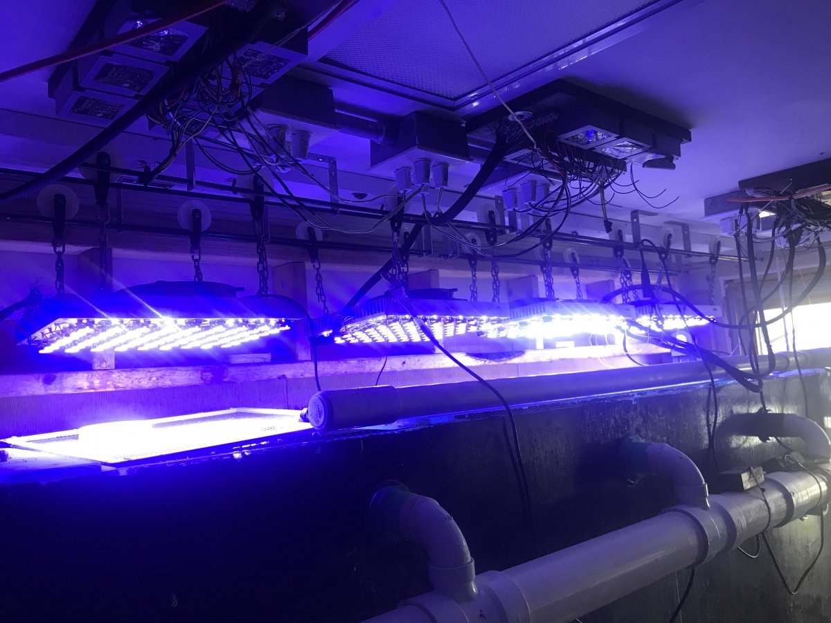 LED system.jpg