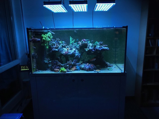 LED_Aquarium_Sps_Coral_Lights.jpeg