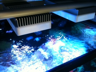 leds.jpg