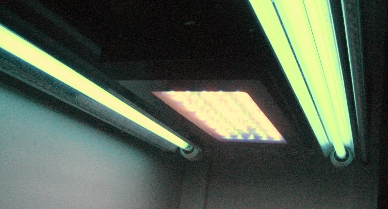 LEDs with T5s.JPG