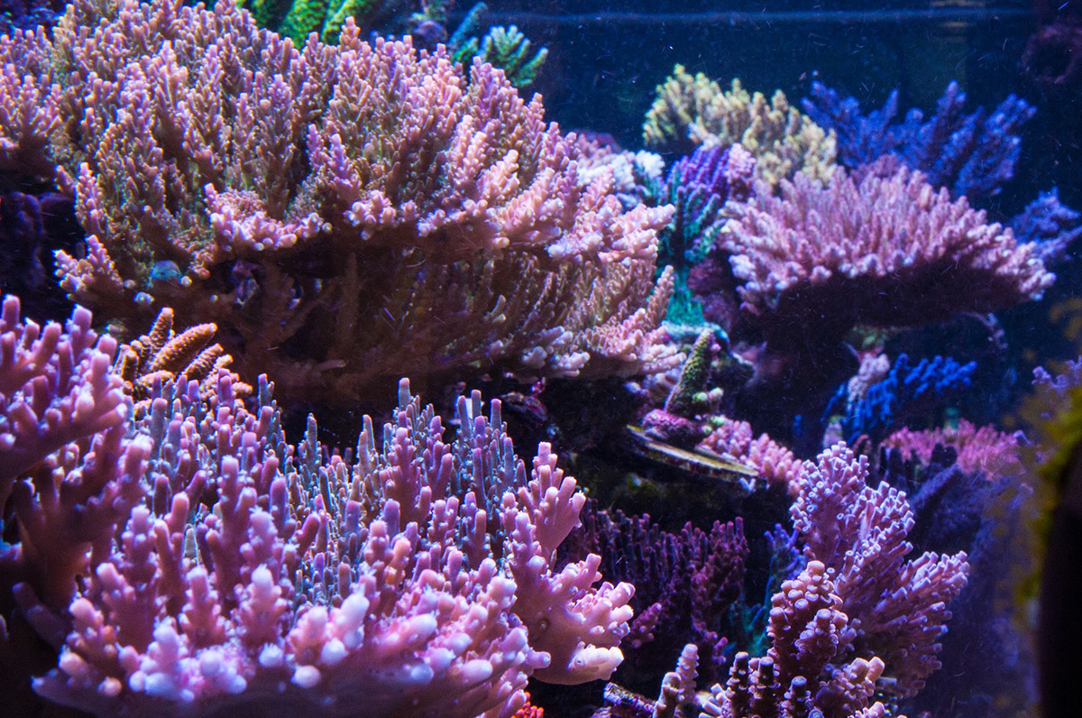 REEF OF THE MONTH - April 2022: RussiReef's Phenomenal SPS Tank! 280 ...