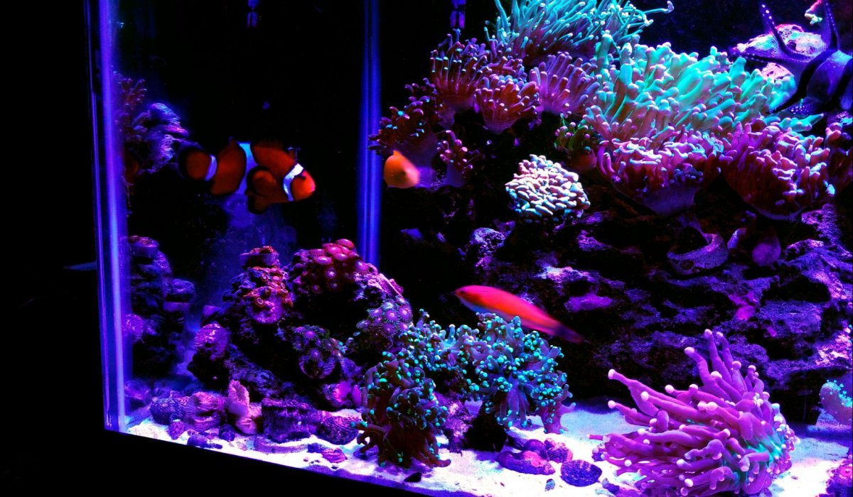 LeftSide Reef Jan2020.jpg