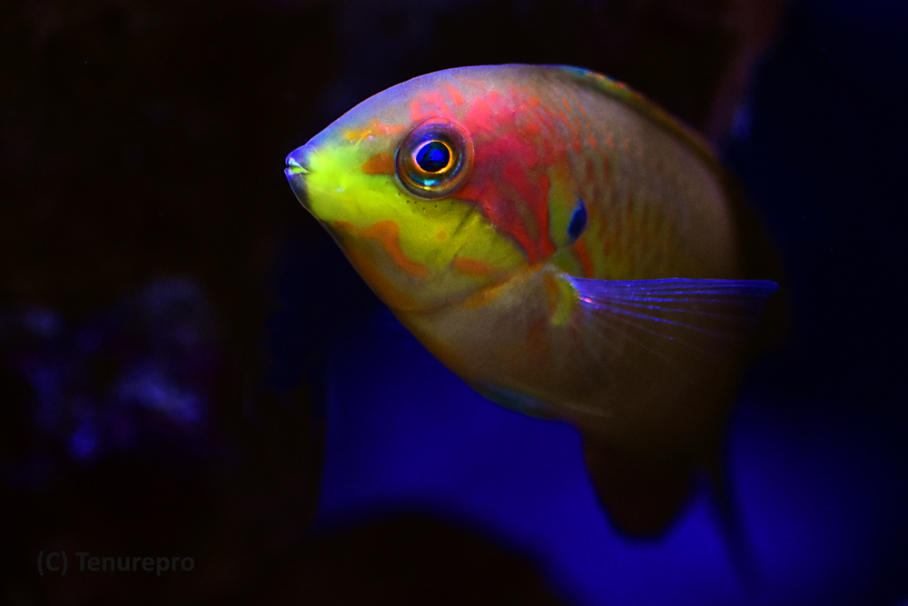 November, 2018 POTM Contest - Wrasses | Page 4 | REEF2REEF Saltwater ...