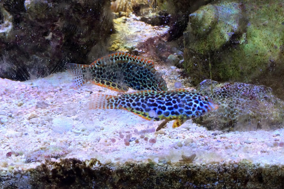 Leopard2016070501.jpg