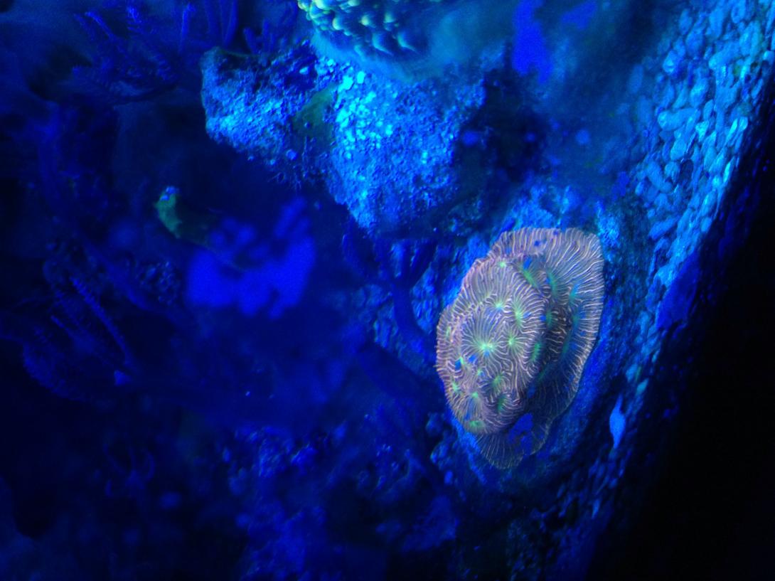 lepto_actinic.jpg
