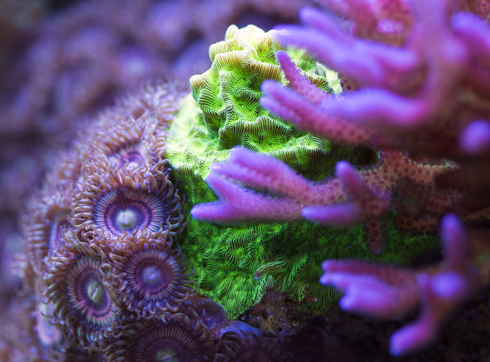 LeptoZoa.png