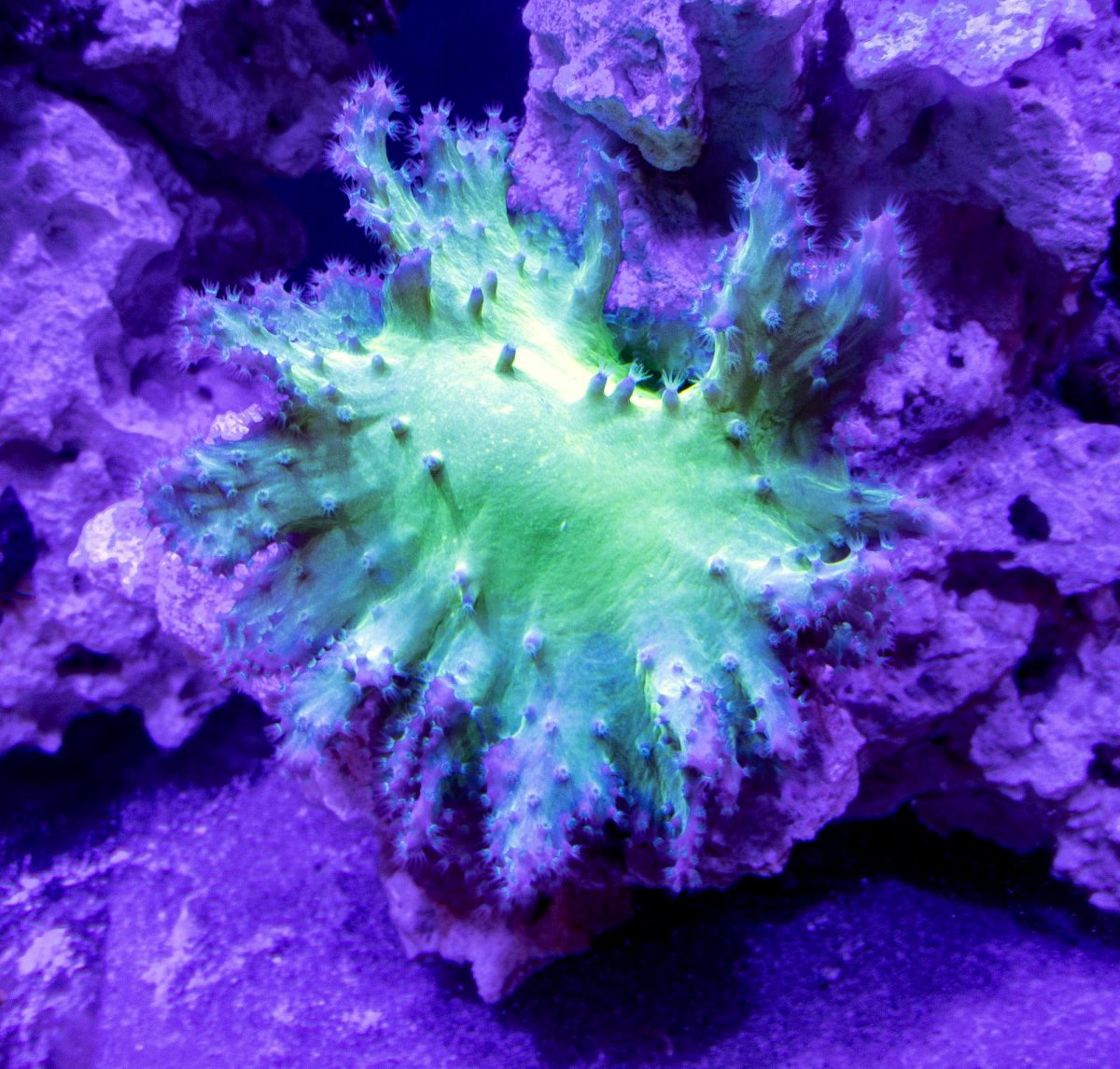 Lettuce Coral 20210110 65G.jpg