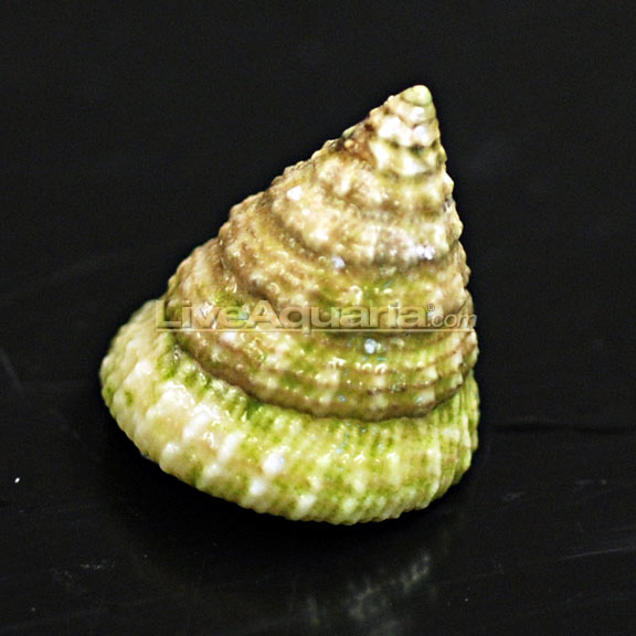 lg-89375-snail.jpg