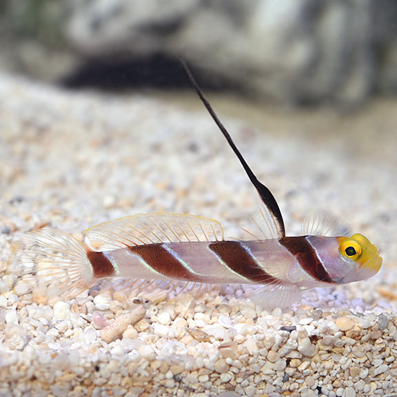 lg_76267_Hi_Fin_Red_Banded_Goby.jpg