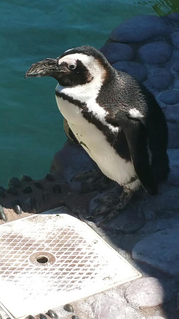 LIA penguin.jpg