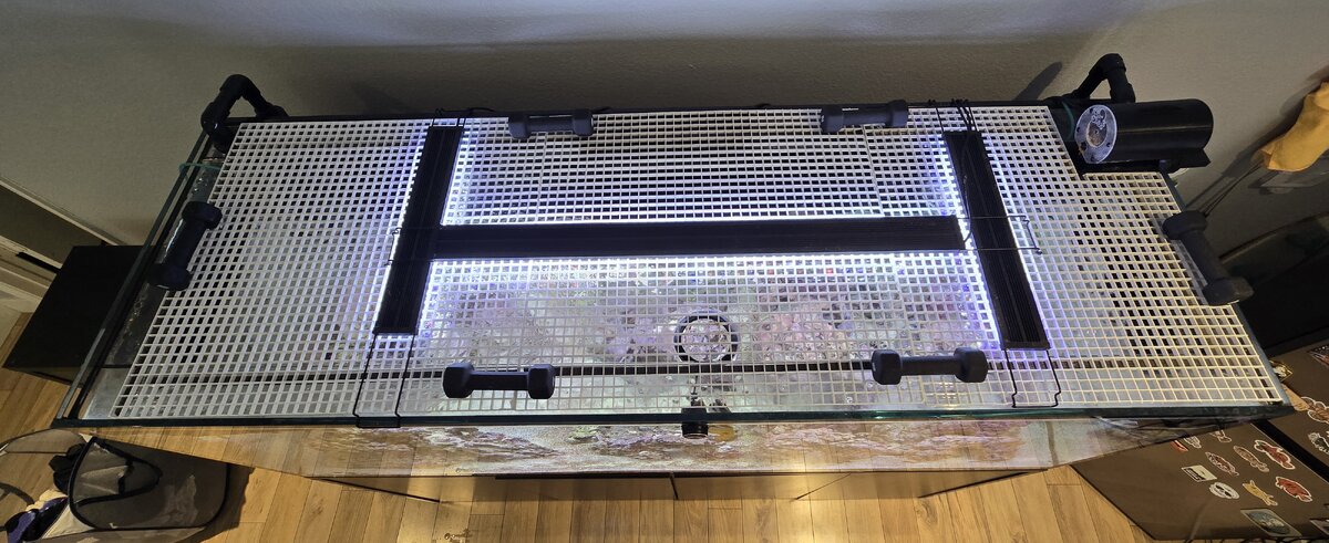 lids-lights.jpeg