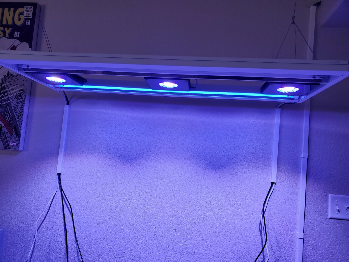 lights 1.jpg